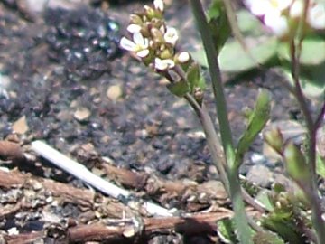 Arabidopsis thaliana (Brassicaceae)